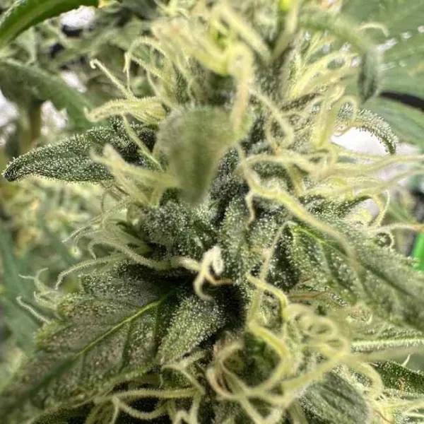 Семена конопли Green Crack Feminised