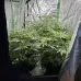 Семена конопли Green Crack Feminised Семена конопли Green Crack Feminised
