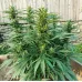 Семена конопли Green Crack Feminised Семена конопли Green Crack Feminised