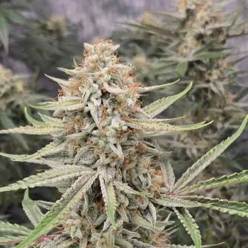 Семена конопли Pound Cake Auto Feminised