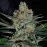 Quick Hurricane Express Feminised by BullySeeds