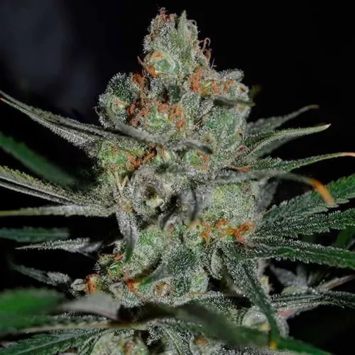 Семена конопли Quick Hurricane Express Feminised by BullySeeds