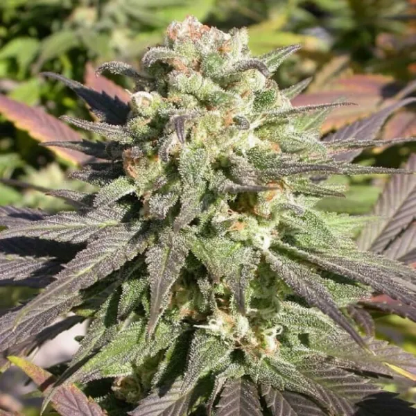Насіння коноплі Warlock Feminised