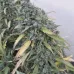 Семена конопли Warlock Feminised