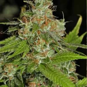 Opium x Pablo Escobar Feminised