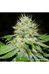 Afghan