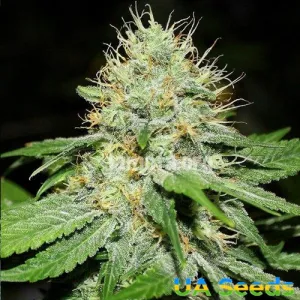 Afghan