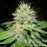 Afghan