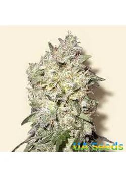 Afghan Kush