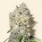 Afghan Kush