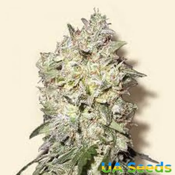 Семена конопли Afghan Kush