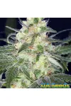 Afghan Original