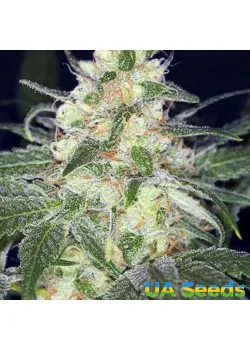 Afghan Original