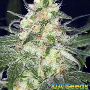 Afghan Original
