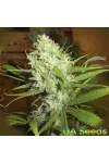 Afghanica Landraces Afghanica Landraces