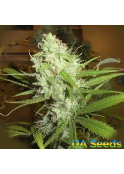 Afghanica Landraces