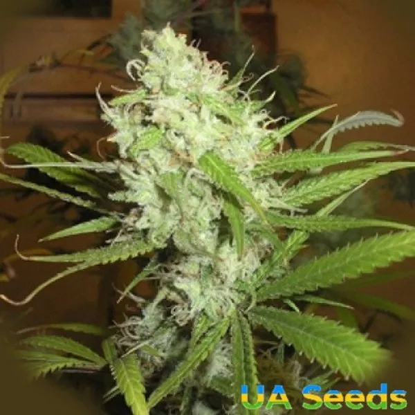 Семена конопли Afghanica Landraces