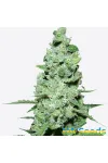Auto AK 47 XL Feminised