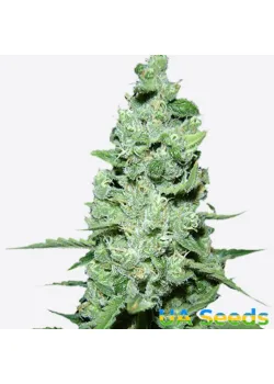 Auto AK 47 XL Feminised