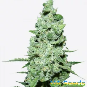 Auto AK 47 XL Feminised
