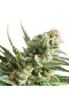 Amnesia Haze
