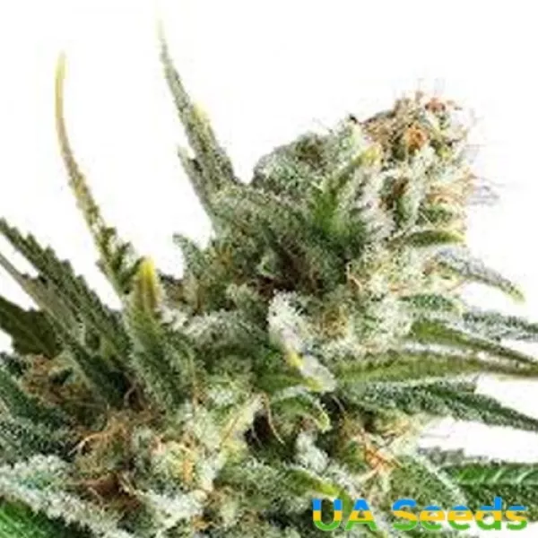 Семена конопли Amnesia Haze
