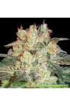 Auto Afghan Kush Feminised