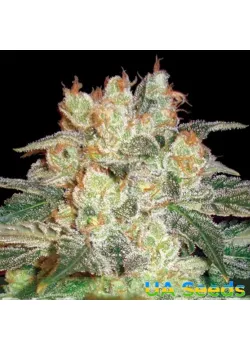 Auto Afghan Kush Feminised