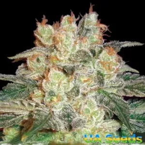 Auto Afghan Kush Feminised