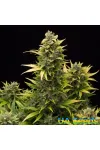 Auto Amnesia Feminised