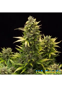 Auto Amnesia Feminised