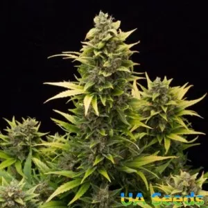 Auto Amnesia Feminised
