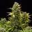Auto Amnesia Feminised