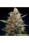 Auto Blue Diesel Feminised
