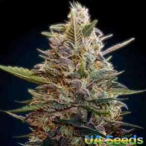 Auto Blue Diesel Feminised