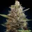 Auto Blue Diesel Feminised