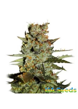 Auto Blueberry