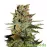 Auto Blueberry