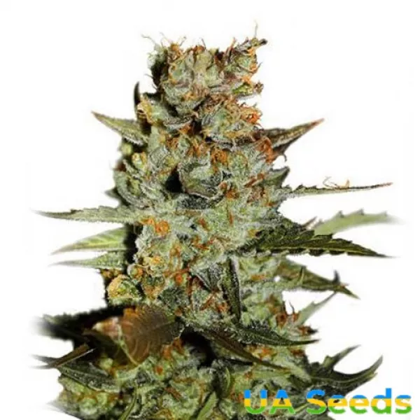 Насіння конопель Auto Blueberry