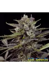 Auto Blueberry Feminised