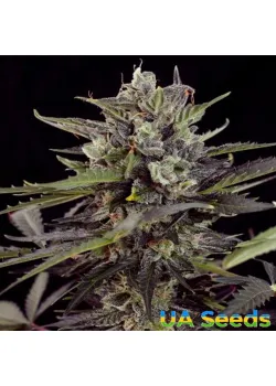 Auto Blueberry Feminised