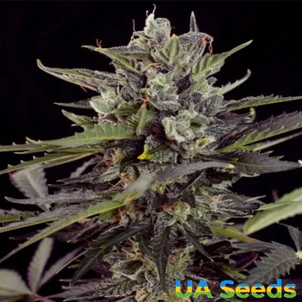 Семена конопли Auto Blueberry Feminised