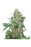 Auto Critical Auto Critical