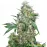 Auto Critical