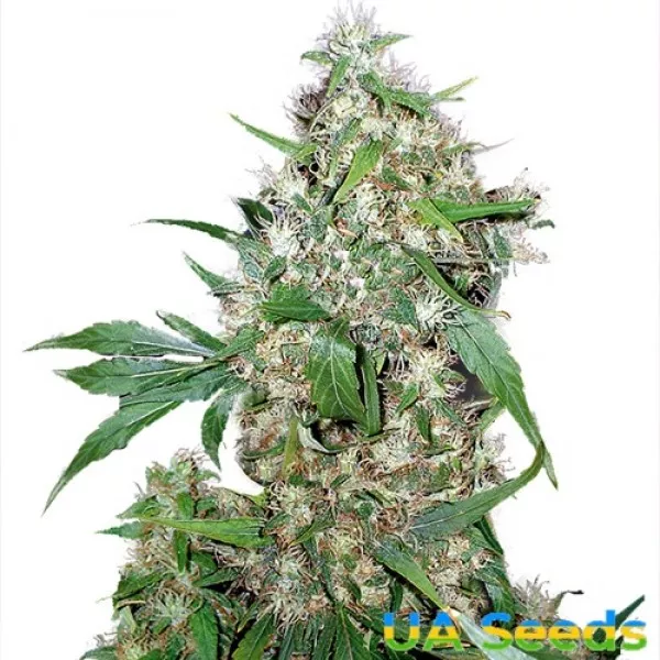 Семена конопли Auto Critical