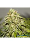 Auto Critical Feminised