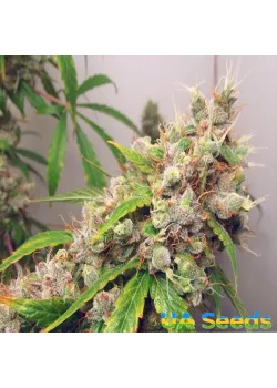 Auto Euphoria