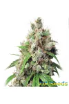 Auto Euphoria Feminised