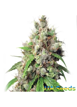Auto Euphoria Feminised