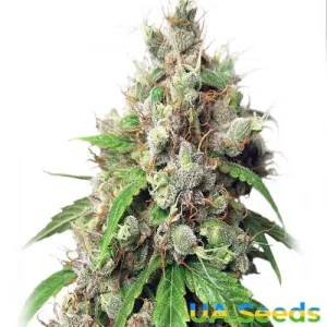 Auto Euphoria Feminised Auto Euphoria Feminised